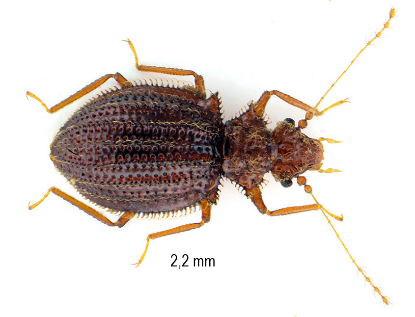 Dasycerus sulcatus Brongniart, 1800